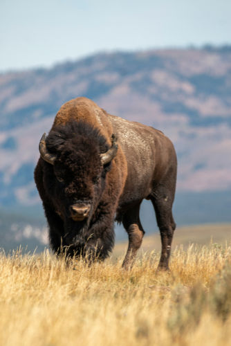 a bison facing the camera with blurry hillside in background
